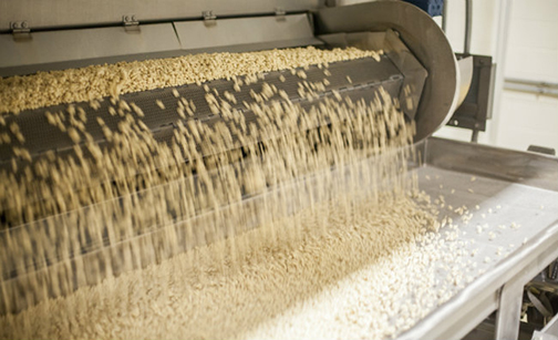 Food manufacturing grain sorting process